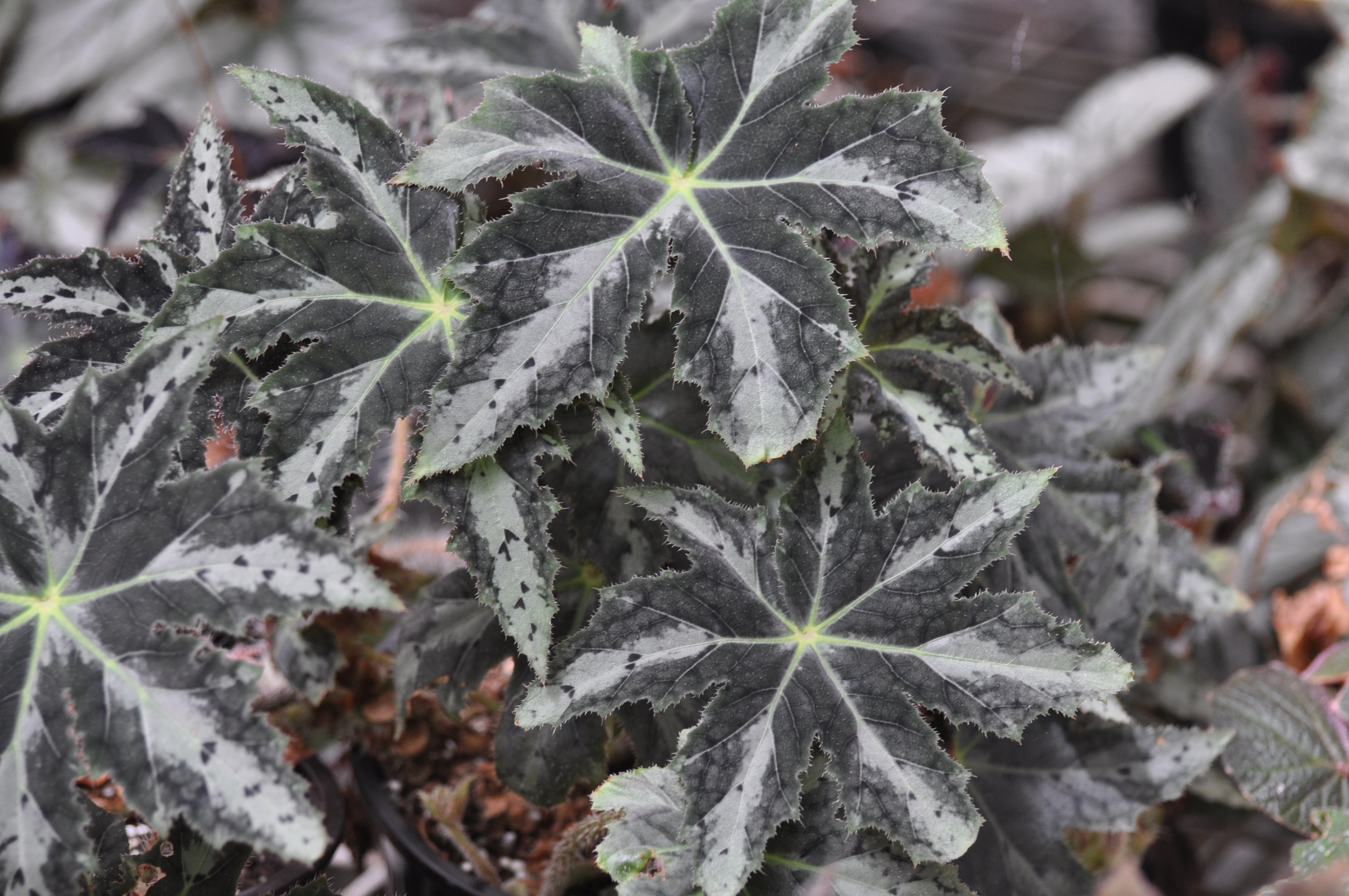 B. (Star Sapphire x Tokyo Blue)